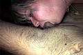  Trento Maite De L'enclos 329.8337093 foto selfie 52